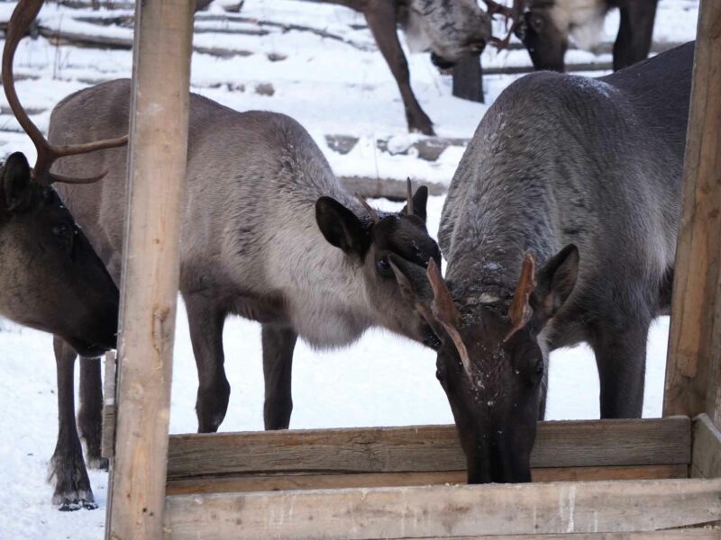 Three caribou feeding at a trough