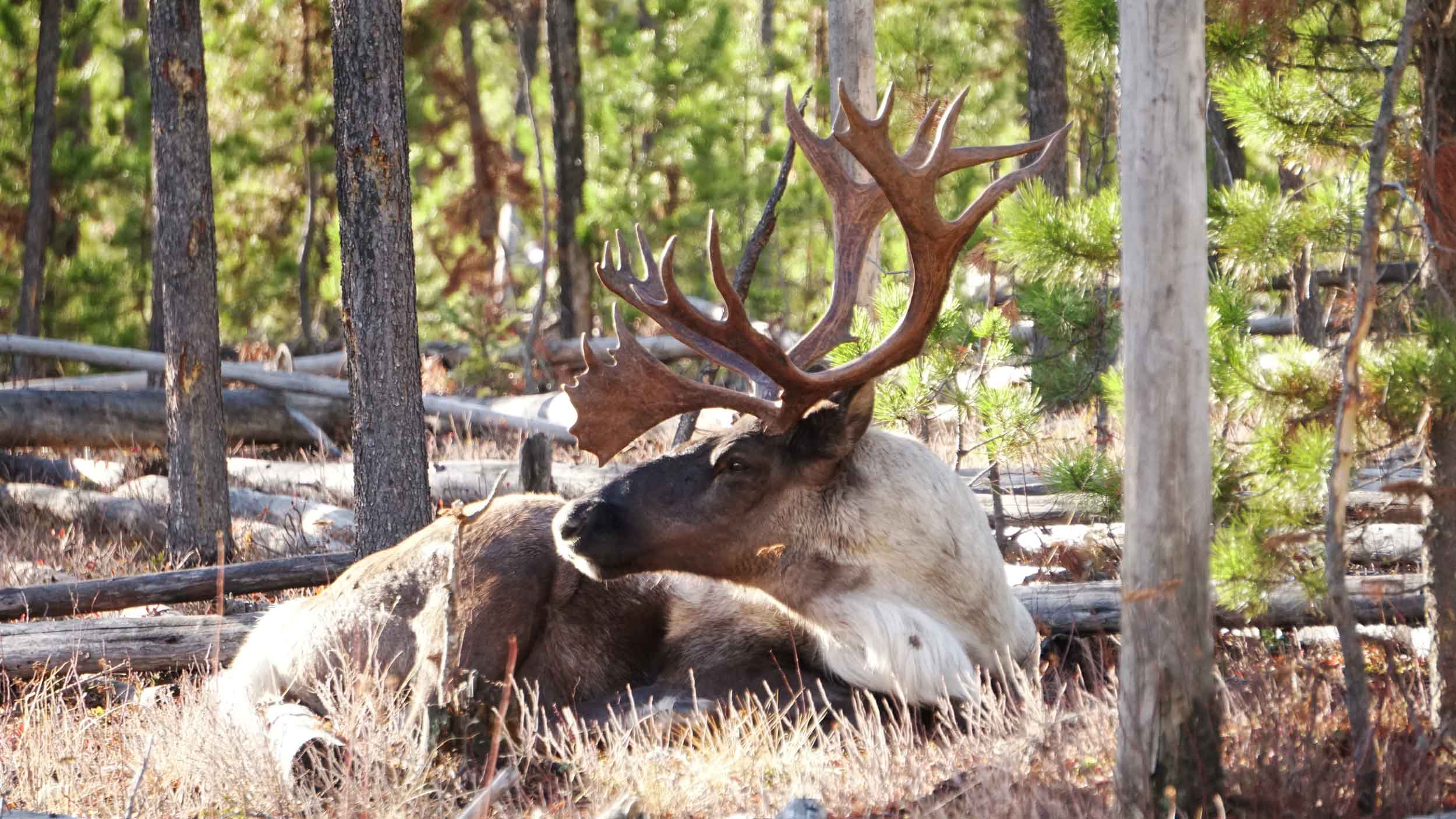 Caribou sitting in the forest
