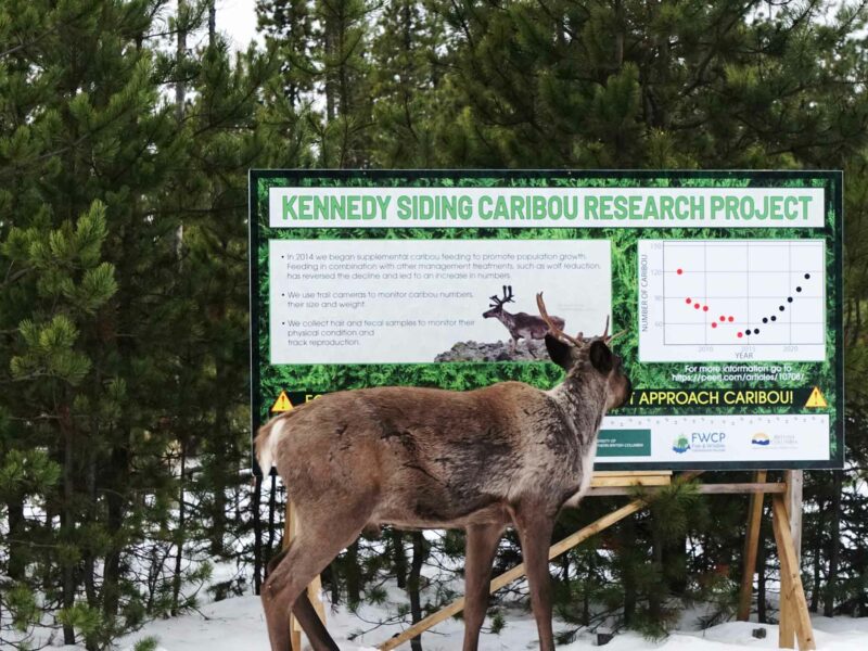 Caribou standing in front of feed program sign