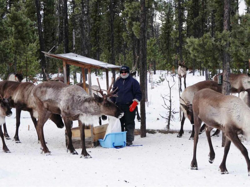 Person with caribou at the trough
