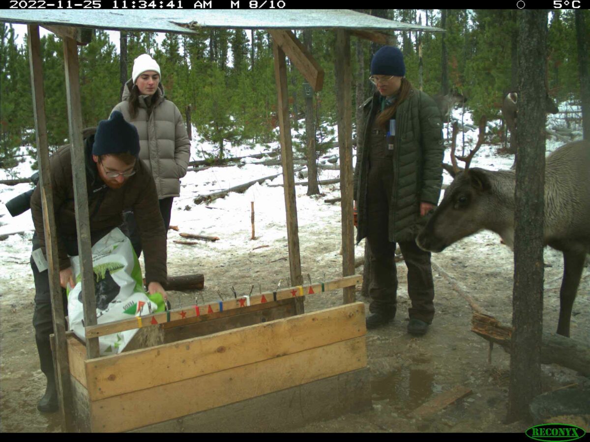 People putting feed in a trough for caribou